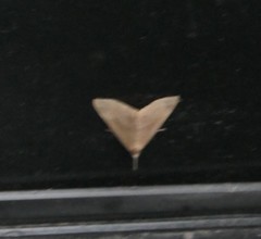 Hypena proboscidalis