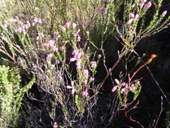 Erica brevifolia