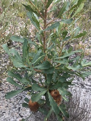 Banksia quercifolia
