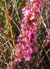 Erica intervallaris