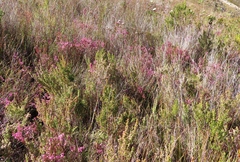 Erica intervallaris