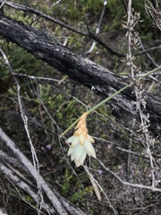 Johnsonia lupulina