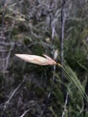 Johnsonia lupulina