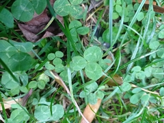 Trifolium repens