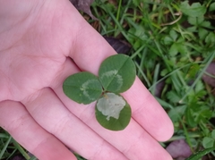 Trifolium repens