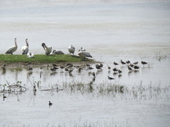 Limosa limosa
