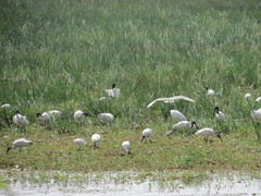 Threskiornis melanocephalus