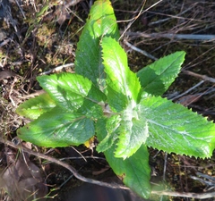 Hermas villosa