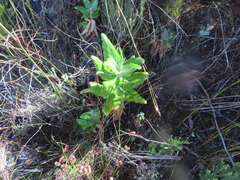 Hermas villosa