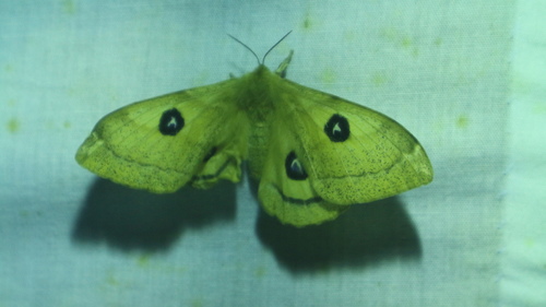 Okáň bukový (Aglia tau)