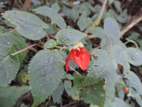 Impatiens nyungwensis image