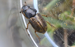 Melinopterus consputus