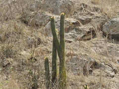 Haageocereus acranthus