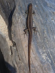 Caledoniscincus haplorhinus