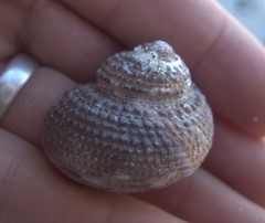 Modelia granosa