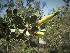 Lambertia inermis drummondii