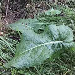 Rumex obtusifolius