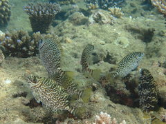 Siganus spinus