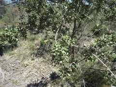 Lambertia inermis drummondii