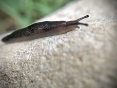 Deroceras laeve