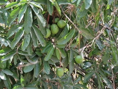 Capparidastrum petiolare