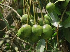 Capparidastrum petiolare