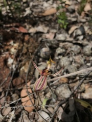 Caladenia plicata