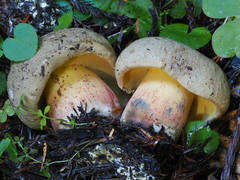 Caloboletus rubripes