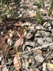 Caladenia plicata