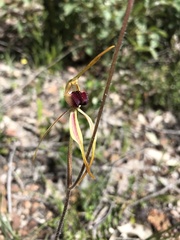 Caladenia longiclavata