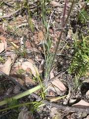 Caladenia longiclavata