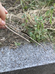 Lepidoptera