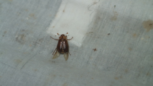chrústik pásikavý (Rhizotrogus aestivus)