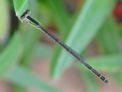Agriocnemis exsudans