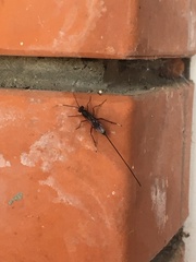 Xorides sepulchralis