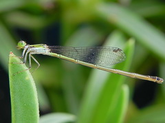Agriocnemis exsudans