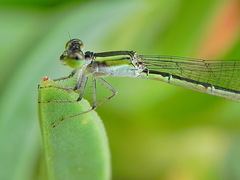 Agriocnemis exsudans