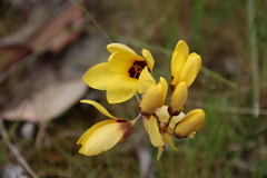 Ixia fuscocitrina