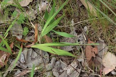 Ixia fuscocitrina