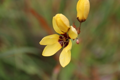 Ixia fuscocitrina
