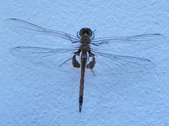 Tramea transmarina intersecta