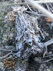 Evergestis simulatilis