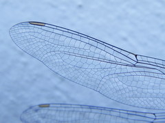 Tramea transmarina intersecta
