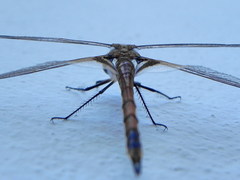Tramea transmarina intersecta