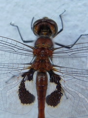 Tramea transmarina intersecta
