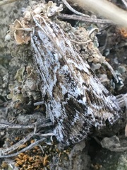 Evergestis simulatilis