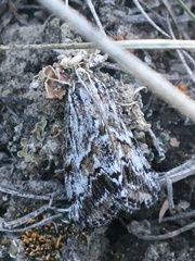 Evergestis simulatilis