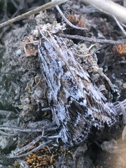 Evergestis simulatilis