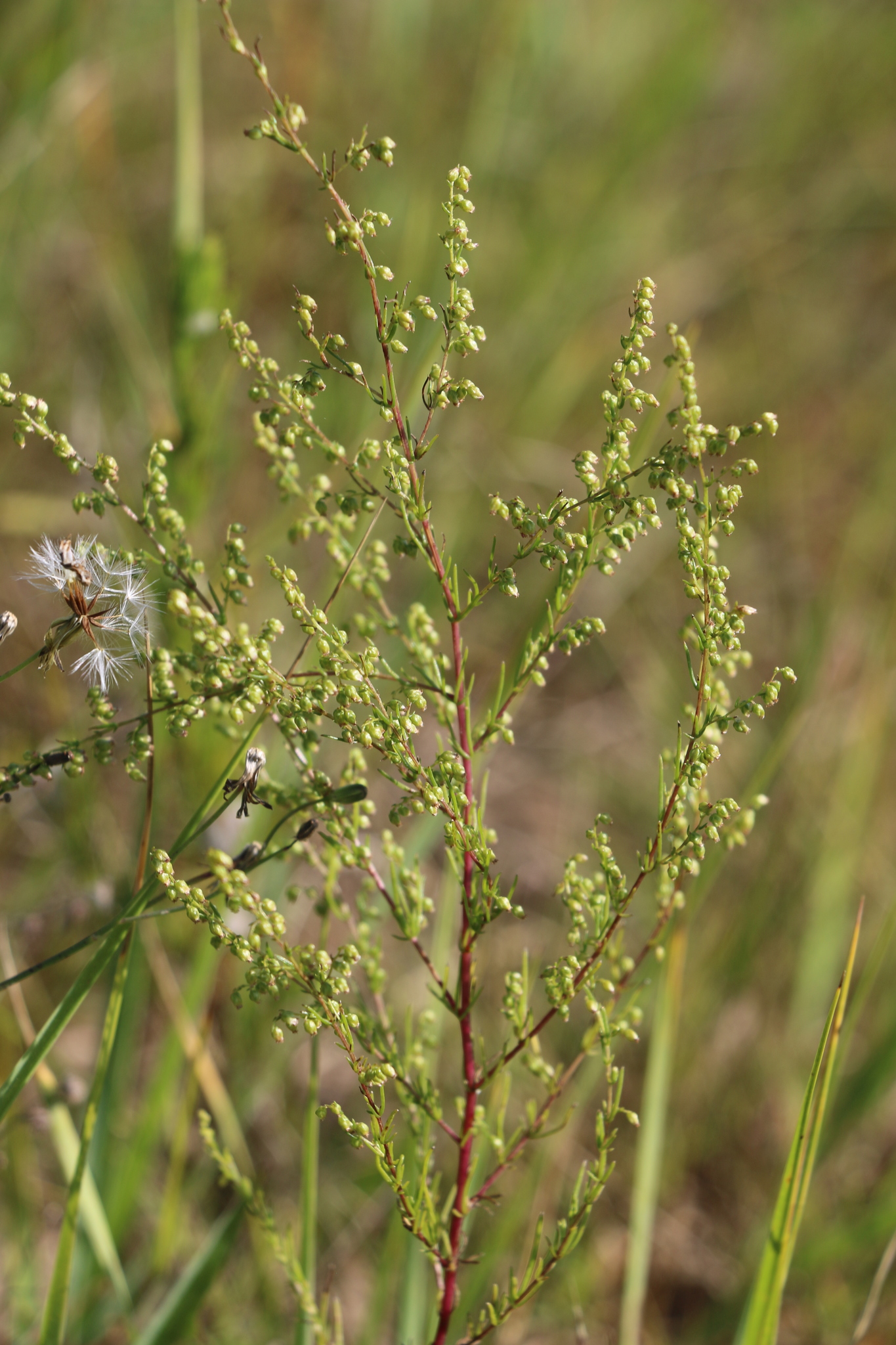 Artemisia scoparia