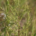 Artemisia scoparia - Photo (c) tsengell, algunos derechos reservados (CC BY-NC)